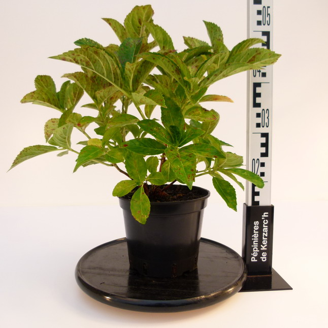 HYDRANGEA macrophylla Madame Emile Mouillère : Conteneur de 3 litres en 25 à 30 cm de hauteur.