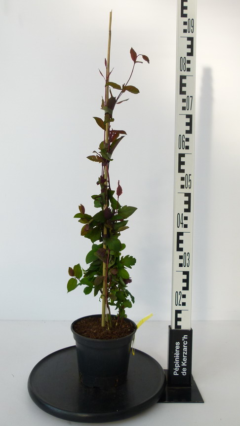 LONICERA japonica var.chinensis : Conteneur de 1,5 litre en 40 à 60 cm de hauteur.
