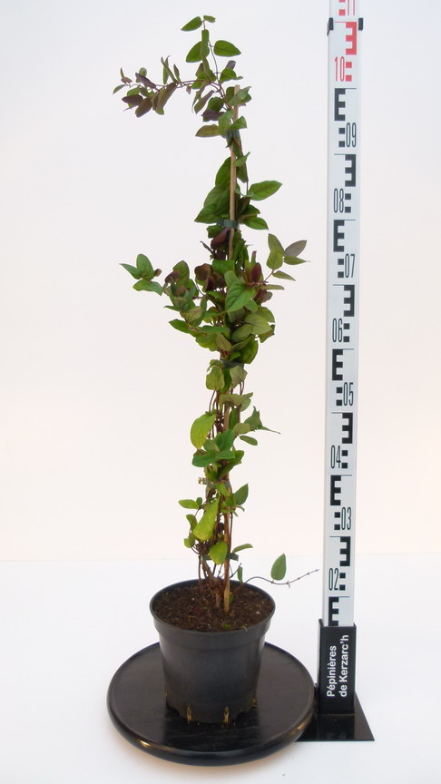 LONICERA japonica var.chinensis : Conteneur de 3,5 litres en 80 à 100 cm de hauteur.
