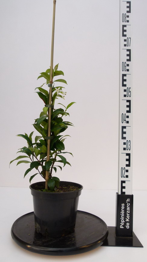TRACHELOSPERMUM jasminoides : Conteneur de 3 litres en 40 à 60 cm de hauteur.