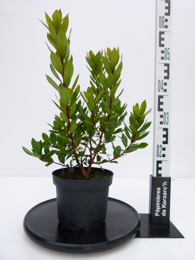 ARBUTUS unedo Compacta Arbousier Compacta, arbre aux fraises