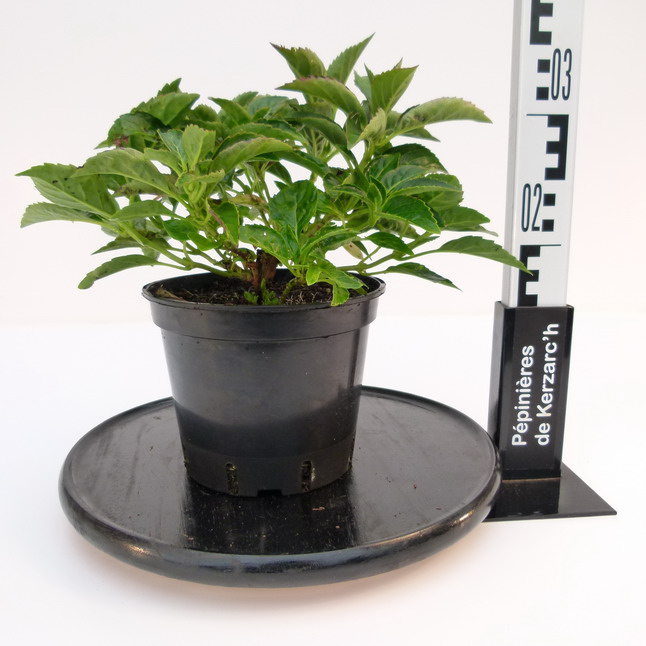HYDRANGEA macrophylla Tovelit : Conteneur de 2,5 litres en 20 à 25 cm de hauteur.