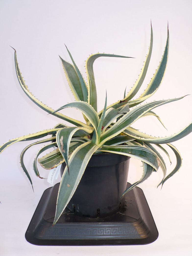 Agave Americana Var. American - Plante Grasse Résistante Au Froid Jusqu'à -5°C - Pot 10 Cm