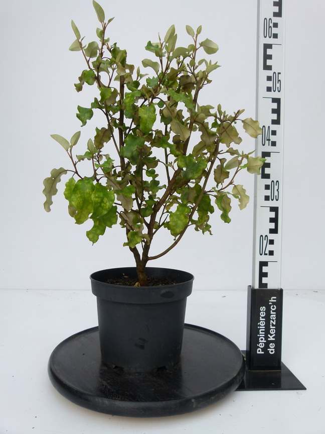 OLEARIA paniculata : Conteneur de 3 litres en 40 à 60 cm de hauteur.