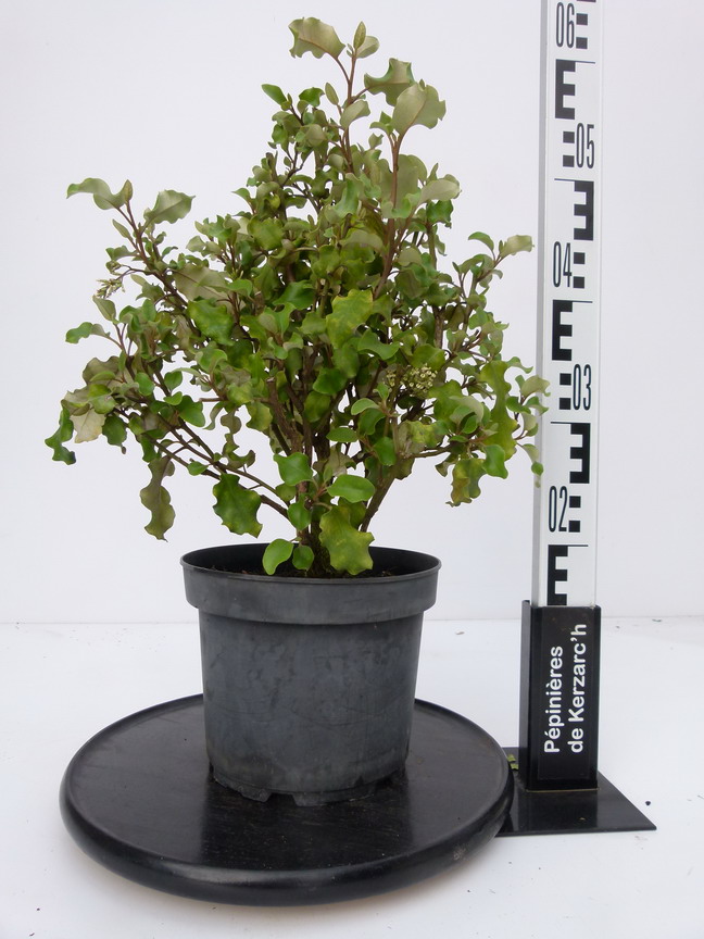 OLEARIA paniculata : Conteneur de 4 litres en 40 à 60 cm de hauteur.