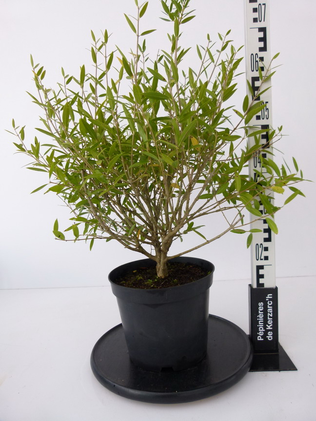 PHILLYREA angustifolia : Conteneur de 4 litres en 40 à 60 cm de hauteur.