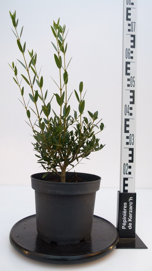 PHILLYREA angustifolia : Conteneur de 5 litres en 30 à 40 cm de hauteur.