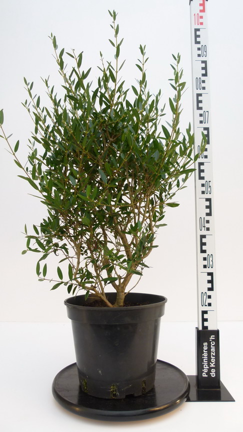 PHILLYREA angustifolia : Conteneur de 7,5 litres en 60 à 80 cm de hauteur.