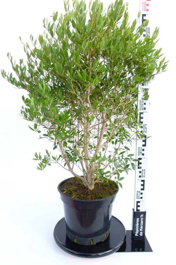 PHILLYREA angustifolia : Conteneur de 10 litres en 1,25 à 1,50 m de hauteur.