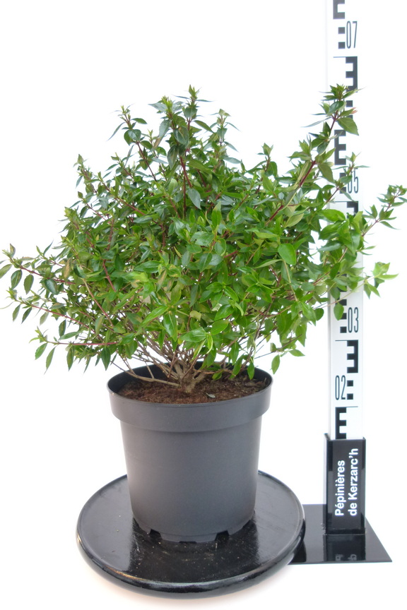 ABELIA x.grandiflora Sherwood : Conteneur de 3 litres en 30 à 40 cm de hauteur.