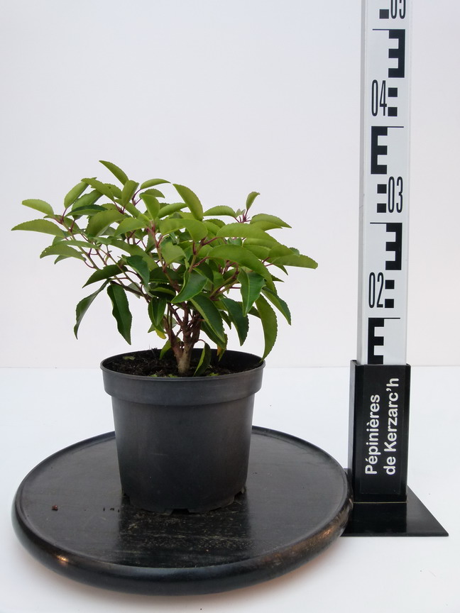 PRUNUS lusitanica Myrtifolia : Conteneur de 2 litres en 20 à 25 cm de hauteur.