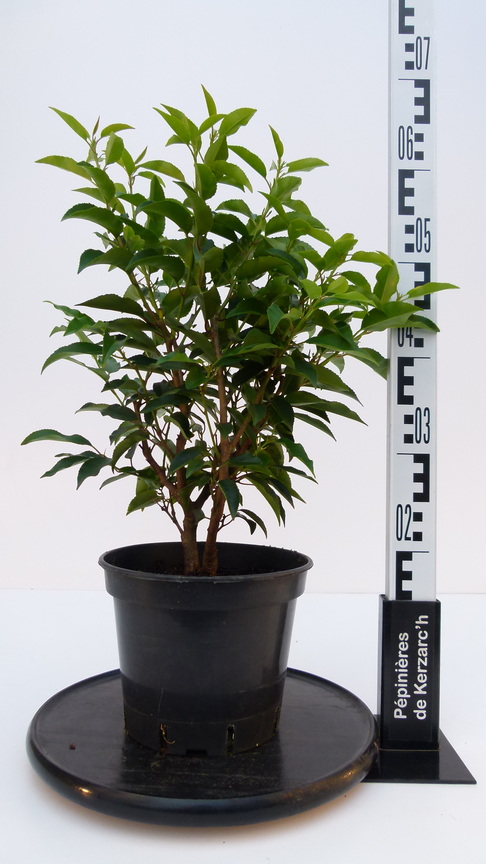 PRUNUS lusitanica Myrtifolia : Conteneur de 4 litres en 30 à 40 cm de hauteur.