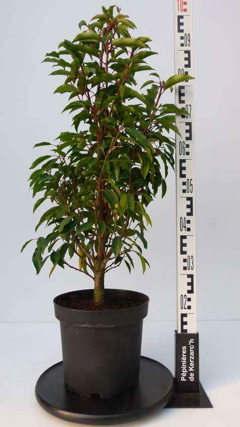 PRUNUS lusitanica Myrtifolia : Conteneur de 7,5 litres en 60 à 80 cm de hauteur.