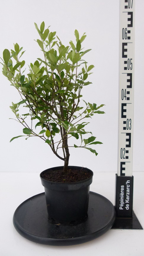 PITTOSPORUM tenuifolium Macrophyllum : Conteneur de 2,5 litres en 30 à 40 cm de hauteur.