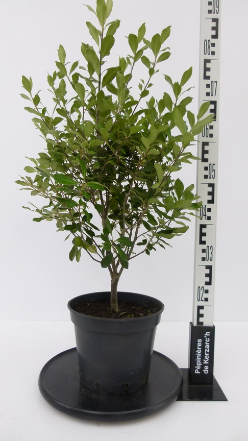 PITTOSPORUM tenuifolium Macrophyllum : Conteneur de 5 litres en 40 à 60 cm de hauteur.