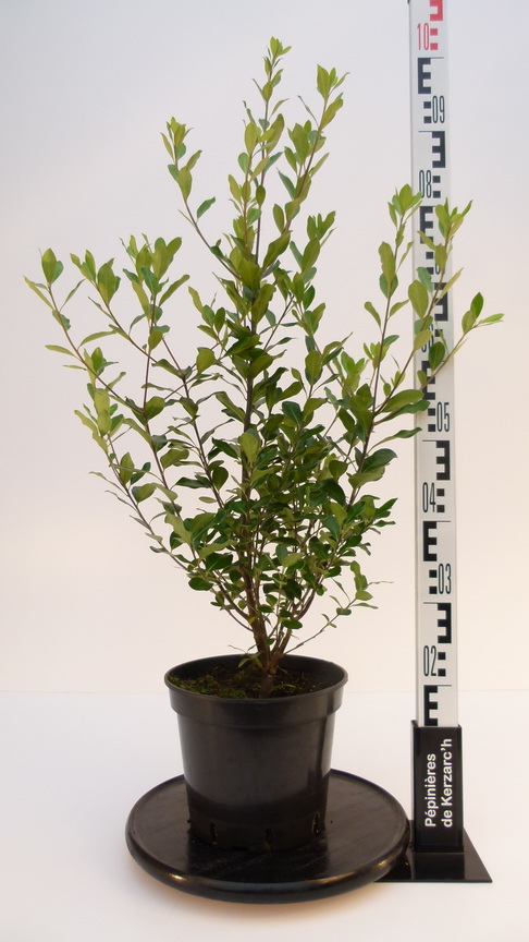 PITTOSPORUM tenuifolium Macrophyllum : Conteneur de 5 litres en 60 à 80 cm de hauteur.