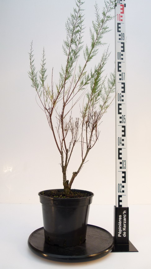 Tamaris D'été Rouge (Tamarix Ramosissima 'Rubra') - Arbuste Caduc, Conteneur 3-4 Litres, Hauteur ~80 Cm, Fleurs Roses Foncées