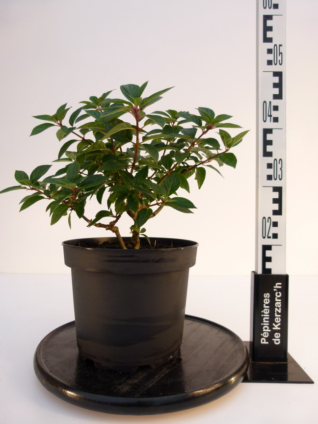 HYDRANGEA paniculata Sundae Fraise ® : Conteneur de 5 litres en 30 à 40 cm de hauteur.