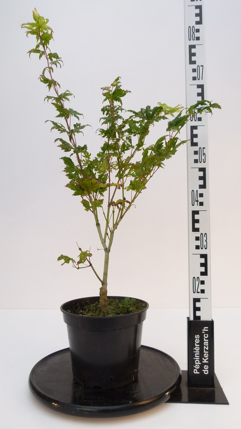 ACER palmatum Reticulatum : Conteneur de 3,5 litres en 40 à 60 cm de hauteur.
