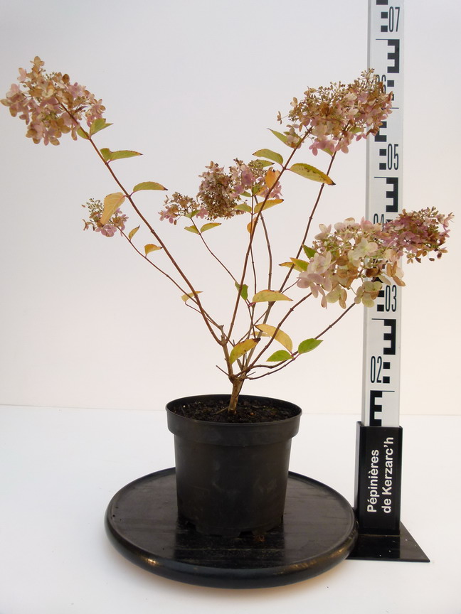 HYDRANGEA paniculata Grandiflora : Conteneur de 3 litres en 30 à 40 cm de hauteur.