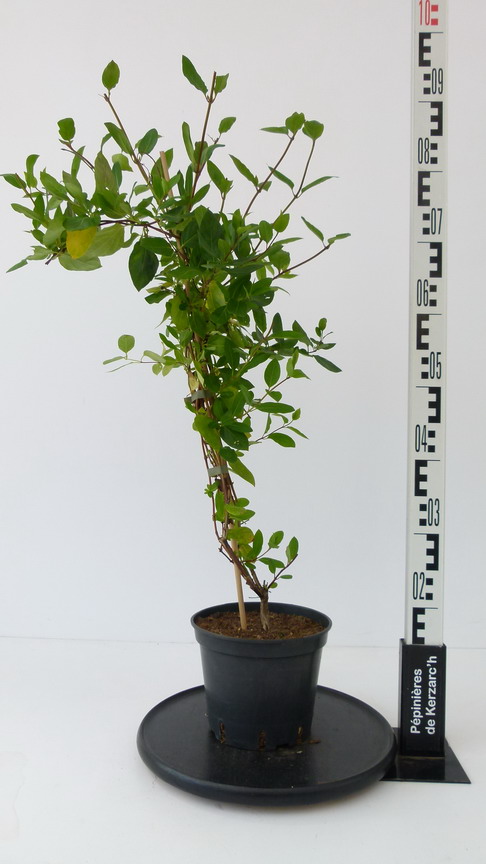 LONICERA japonica Halliana : Conteneur de 3 litres en 60 à 80 cm de hauteur.