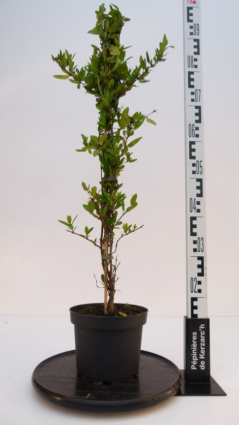 LONICERA japonica Halliana : Conteneur de 3 litres en 80 à 100 cm de hauteur.