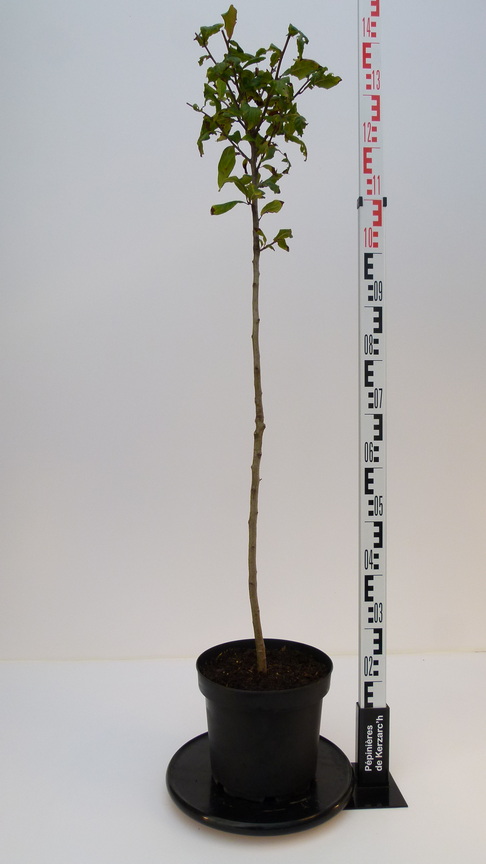 Néflier Commun (Allemagne) - Plante Fruitière En Pot De 20 Cm - Hauteur Maximale 170 Cm - Âge 2 Ans