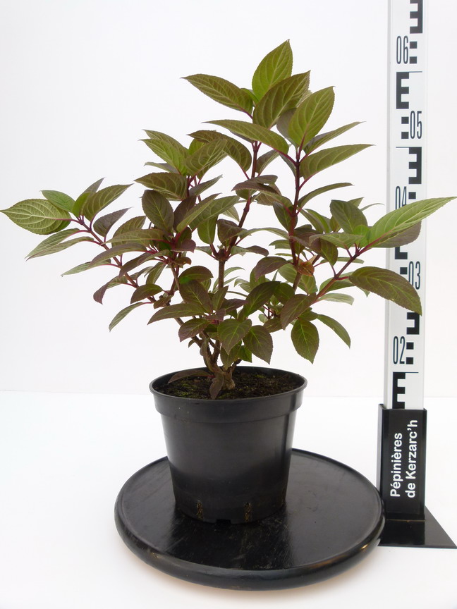 HYDRANGEA paniculata Early Sensation ® : Conteneur de 3,5 litres en 30 à 40 cm de hauteur.
