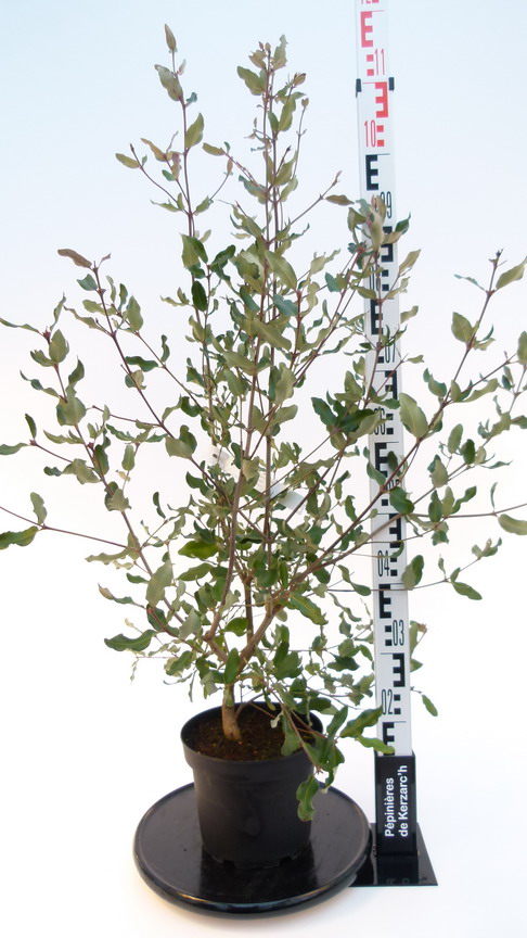 EUCRYPHIA cordifolia : Conteneur de 4 litres en 60 à 80 cm de hauteur.