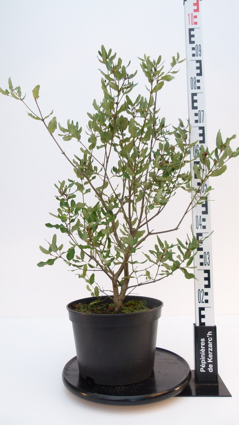EUCRYPHIA cordifolia : Conteneur de 7 litres en 80 à 100 cm de hauteur.