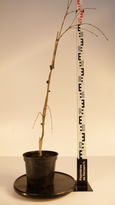 CERCIDIPHYLLUM japonicum Pendulum : Conteneur de 3,5 litres en 80 à 100 cm de hauteur.