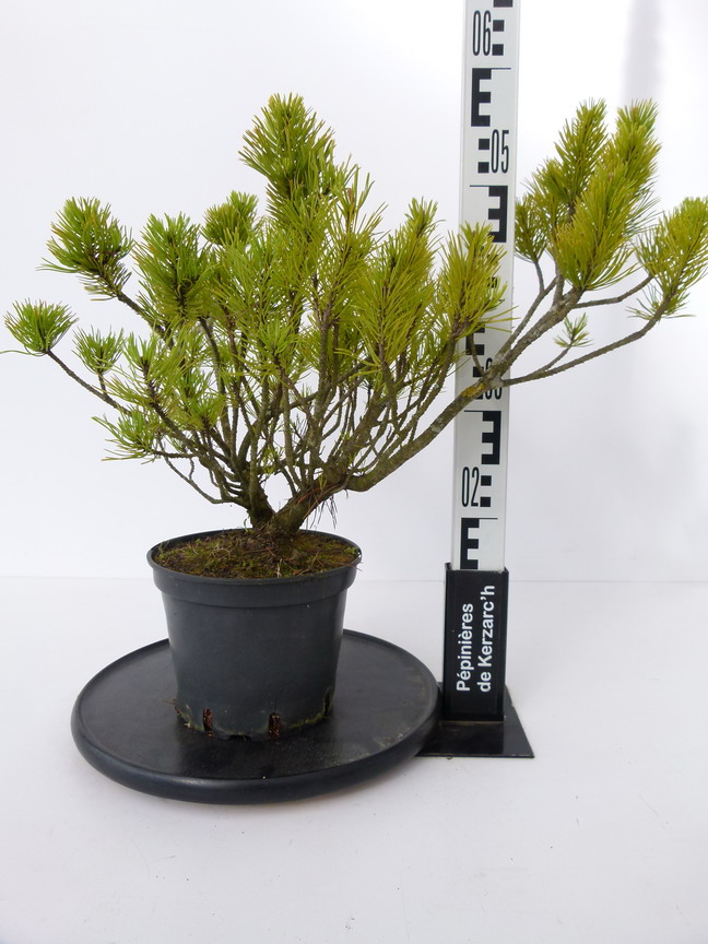 PINUS mugo var.mughus | Pin nain des montagnes | Pépinière en ligne de ...