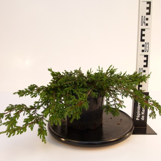 Images Genévrier Commun - Images De Plantes Et De Jardins