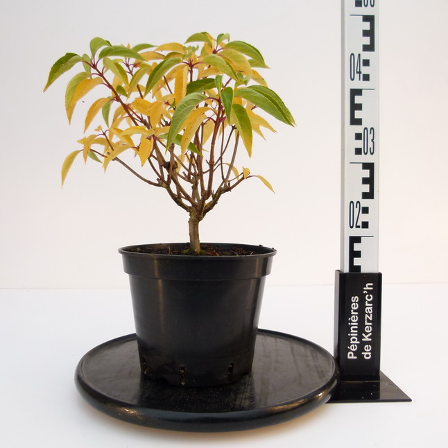 HYDRANGEA paniculata Compacta : Conteneur de 3,5 litres en 30 à 40 cm de hauteur.