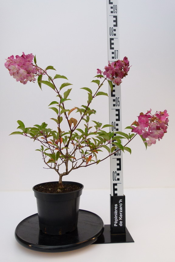 HYDRANGEA paniculata Vanille Fraise ® : Conteneur de 3,5 litres en 30 à 40 cm de hauteur.