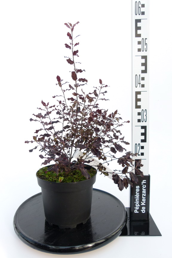 PITTOSPORUM tenuifolium Purpureum : Conteneur de 2,5 litres en 25 à 30 cm de hauteur.