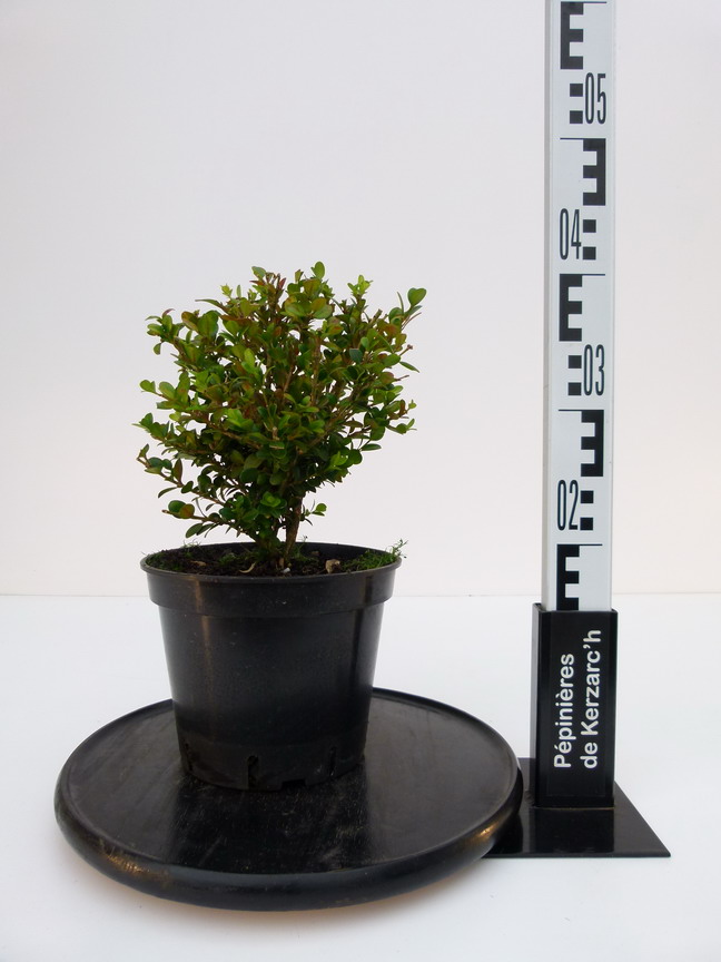 BUXUS microphylla Wintergreen : Conteneur de 3,5 litres en 30 à 40 cm de hauteur.