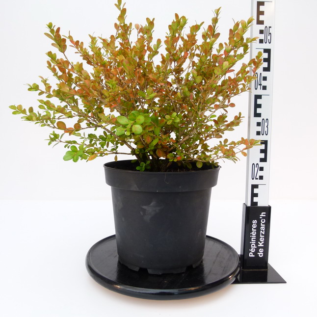 BUXUS microphylla Wintergreen : Conteneur de 7,5 litres en 40 à 50 cm de hauteur.