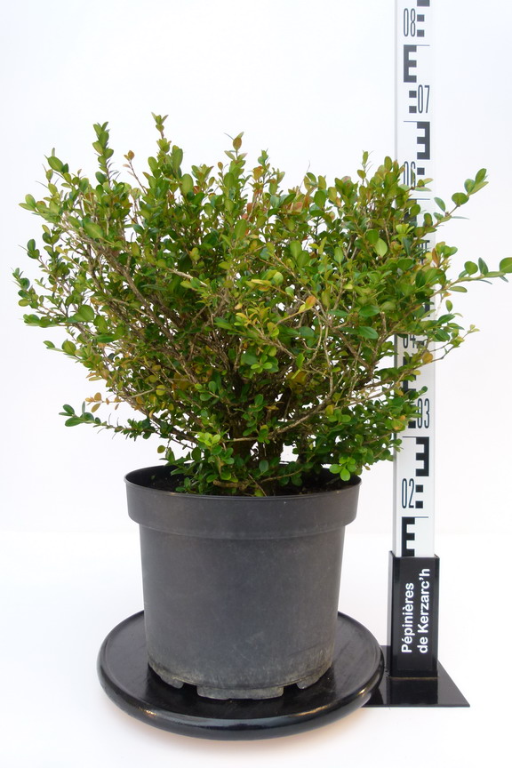 BUXUS microphylla Wintergreen : Conteneur de 10 litres en 40 à 60 cm de hauteur.