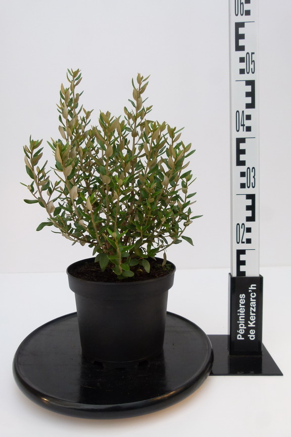 OLEARIA x.haastii : Conteneur de 3 litres en 30 à 40 cm de hauteur.