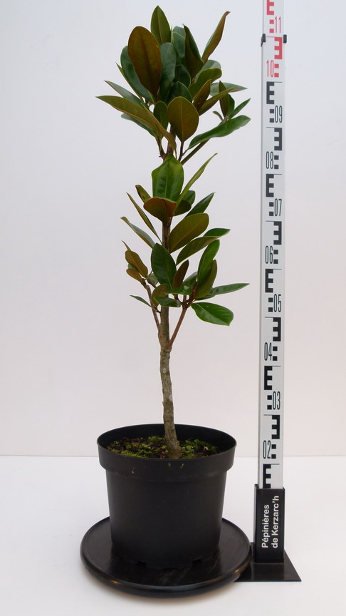 MAGNOLIA grandiflora François Treyve : Conteneur de 10 litres en 80 à 100 cm de hauteur.