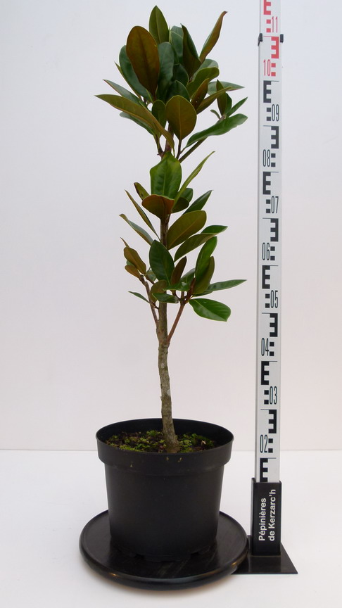 MAGNOLIA grandiflora François Treyve : Conteneur de 10 litres en 1 à 1,25 m de hauteur.