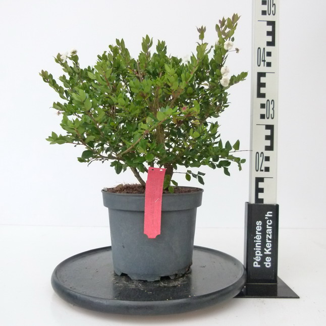 MYRTUS apiculata : Conteneur de 3 litres en 30 à 40 cm de hauteur.