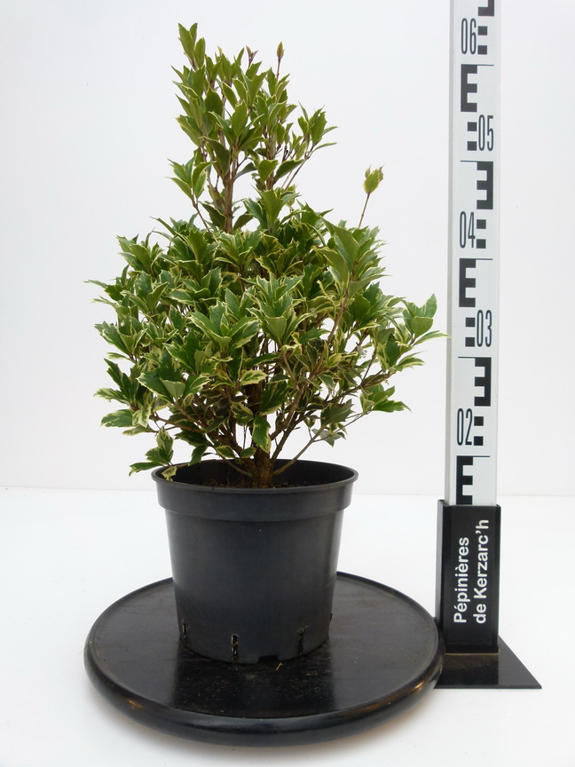 OSMANTHUS heterophyllus Argenteomarginatus : Conteneur de 3 litres en 40 à 60 cm de hauteur.