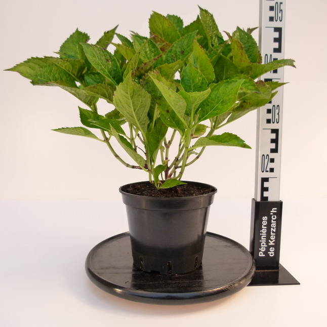 HYDRANGEA macrophylla Leuchtfeuer : Conteneur de 3 litres en 25 à 30 cm de hauteur.