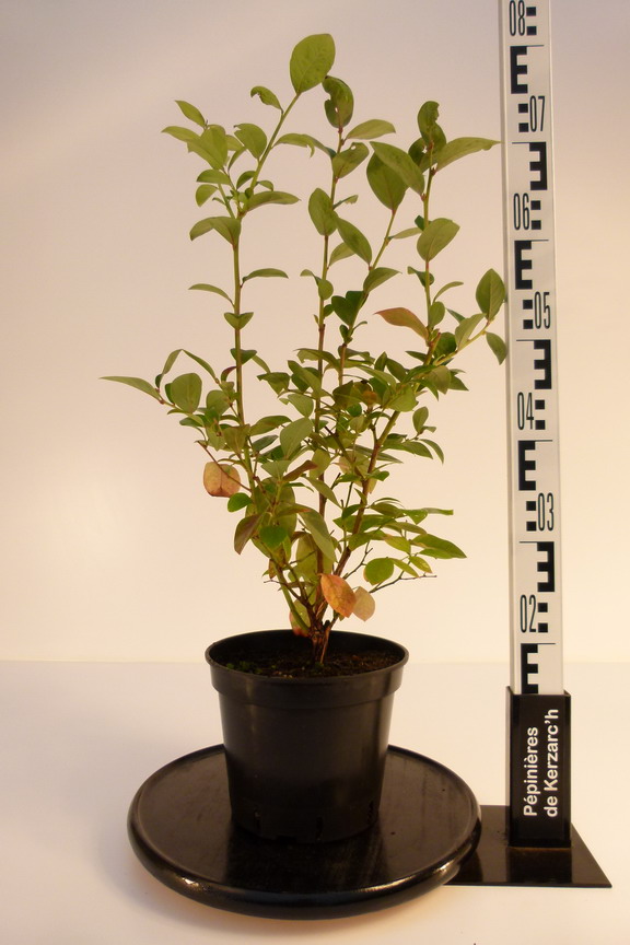 MYRTILLIER des jardins Jersey Myrtille géante américaine Jersey