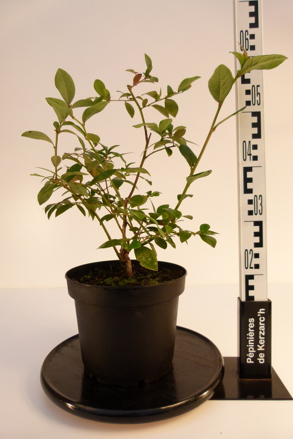 MYRTILLE américaine Jersey Myrtille géante américaine Jersey