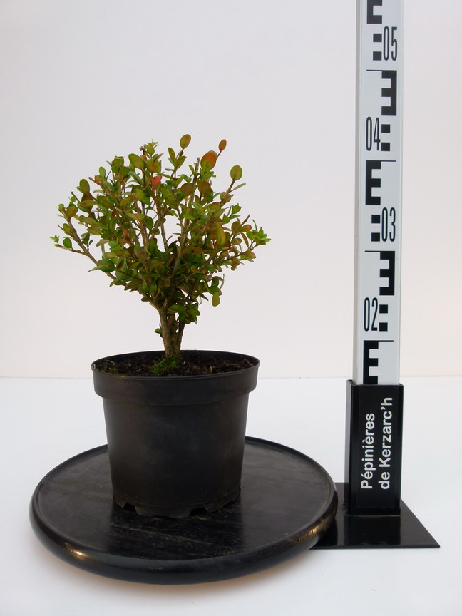 BUXUS microphylla Faulkner : Conteneur de 3 litres en 25 à 30 cm de hauteur.