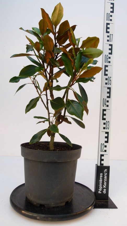 MAGNOLIA grandiflora Little Gem : Conteneur de 7,5 litres en 40 à 60 cm de hauteur.