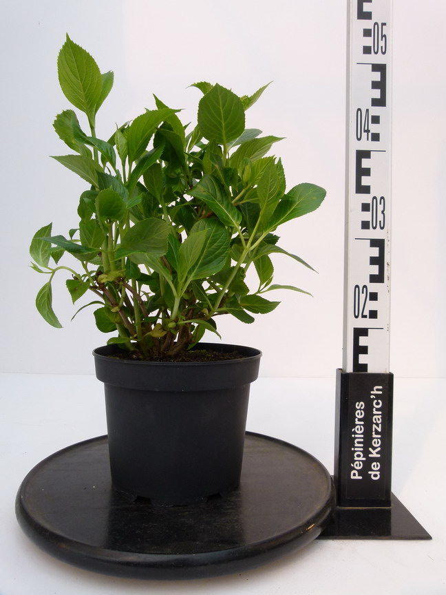 HYDRANGEA macrophylla Lanarth White : Conteneur de 3 litres en 30 à 40 cm de hauteur.